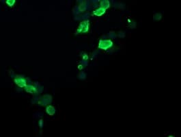 CCT8L2 Antibody (clone OTI4B7, Carrier-free)