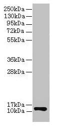 IHC-plus™ COX6A1 Antibody