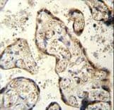 Polyclonal Rabbit anti-Human RSBN1 Antibody (aa51-78, IHC, WB)