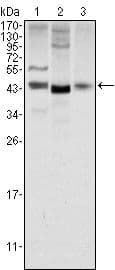 WNT1 Antibody (clone 10C8)