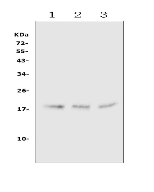 HMGN2 Antibody