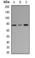 RARS Antibody