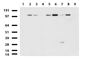 RAPGEF1 Antibody (clone UMAB140, Carrier-free)