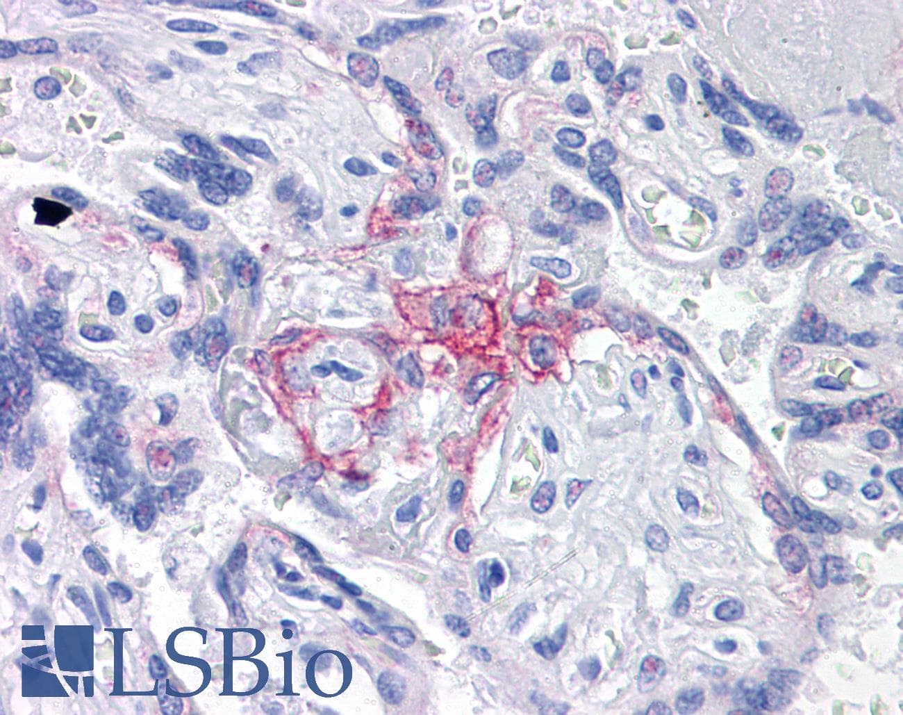 IHC-plus™ BUB1B / BubR1 Antibody (clone 2G5)