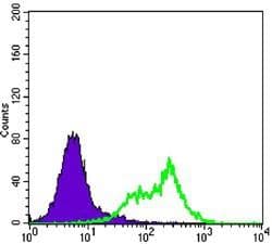 RICTOR Antibody (clone 7B3)