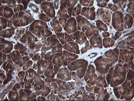 DDX58 / RIG-1 / RIG-I Antibody (clone OTI6C1, Carrier-free)