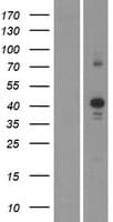 CDK10 Protein (Over-Expression Lysate Myc-DDK (Flag))