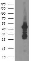DOK2 Antibody (clone OTI2A3)