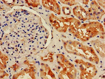 HIST1H2BB Antibody (aa2-126)