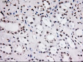 STAT3 Antibody (clone OTI21E7)