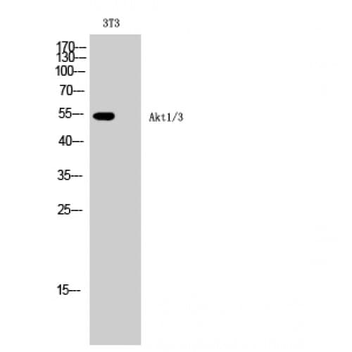 AKT1 + AKT3 Antibody (380-460 aa)