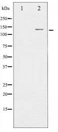 Polyclonal Rabbit anti-Human NOS1 / nNOS Antibody (IF, WB)