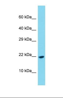 PDGF-CC Antibody (aa250-299)