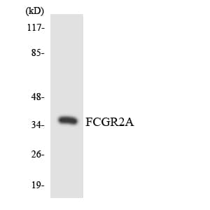 CD32A Antibody (aa231-280)