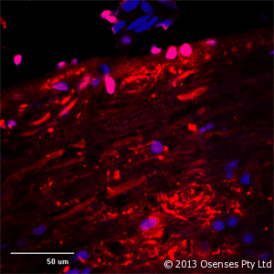 MAP2 Antibody (aa350-400)