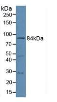 MFN1 Antibody (aa1-234, PE)