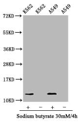 HIST1H4I Antibody