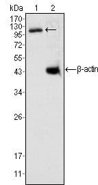 Monoclonal Mouse anti-Human DAXX Antibody (clone 7A11, IF, WB)