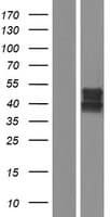 PAK4 Protein (Over-Expression Lysate Myc-DDK (Flag))