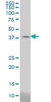 STAC Antibody (clone 2C5)