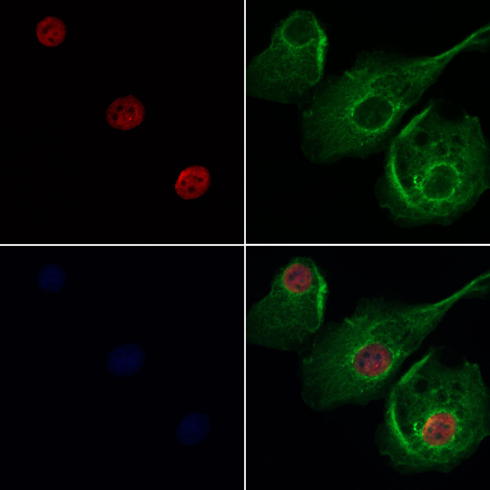 CNOT3 Antibody