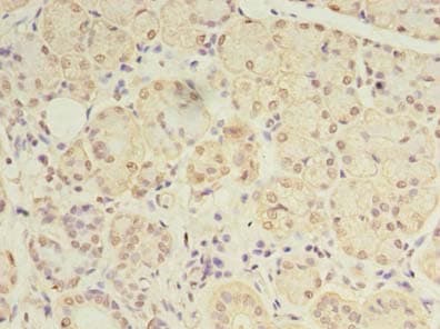 DEXI Antibody