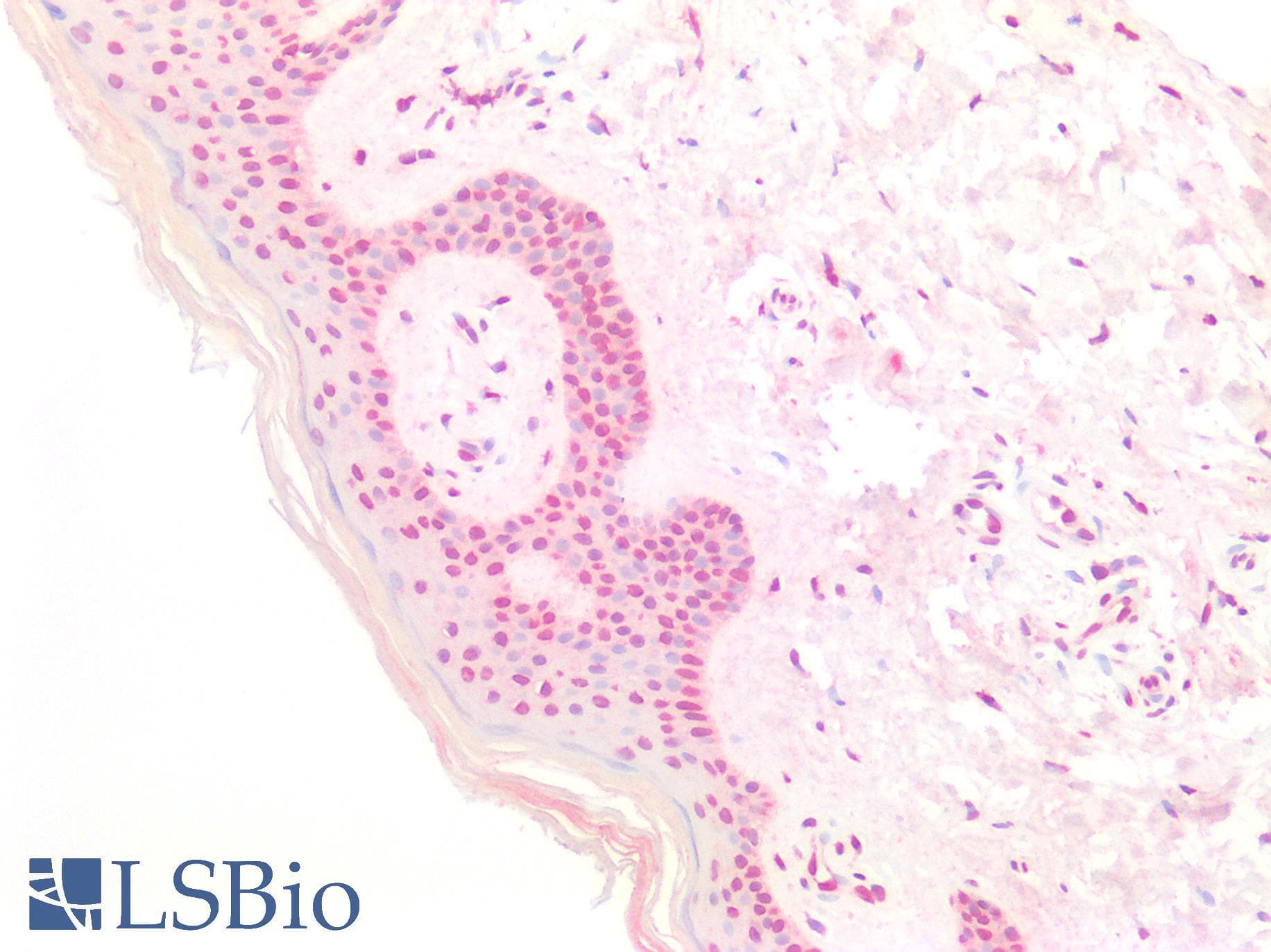 IHC-plus™ Polyclonal Rabbit anti-Human TSHZ1 Antibody (aa656-685, IHC, WB)