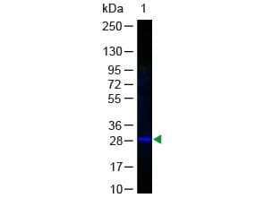 Polyclonal Rabbit anti-Aequorea victoria GFP Antibody (FITC, IF, WB)