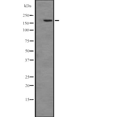 PIK3C2A Antibody