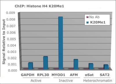 HIST4H4 Antibody (Me-Lys20)