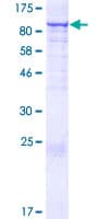 Human CCDC93 Protein (Recombinant GST)
