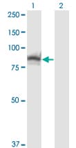 SSH3 Antibody (clone 6F9)