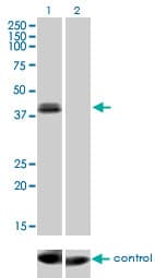 Monoclonal Mouse anti-Human OTX1 Antibody (clone 1F2, IF, WB)