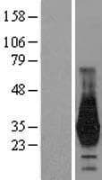 HOXD4 Protein (Over-Expression Lysate Myc-DDK (Flag))