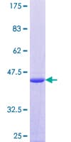 Human NR2C2AP / TRA16 Protein (Recombinant GST)