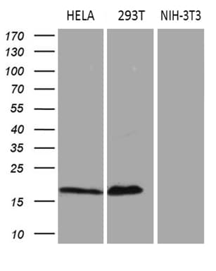 p16INK4a / CDKN2A Antibody (clone OTI11D3)