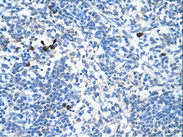 MAFB Antibody (aa41-90)