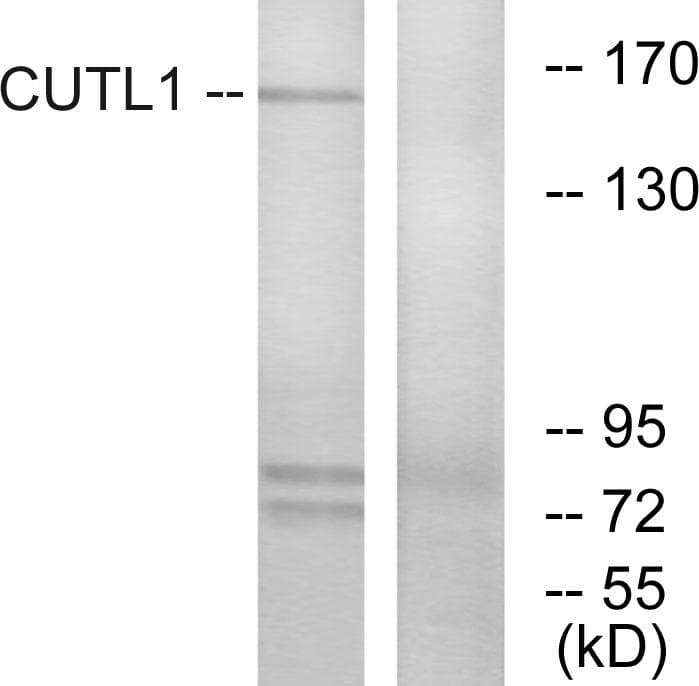 Polyclonal Rabbit anti-Human CUX1 / CASP Antibody (WB)