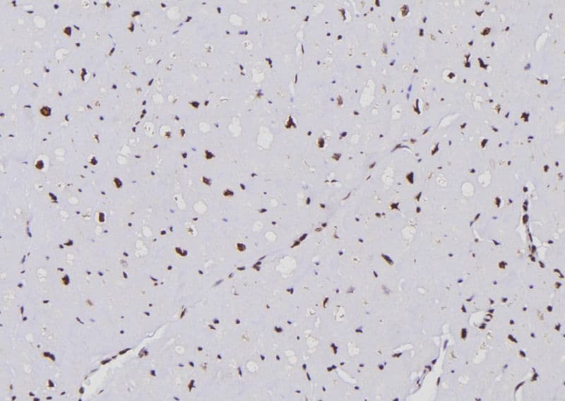 APOBEC3G / CEM15 Antibody
