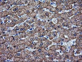 ARG1 / Arginase 1 Antibody (clone 4.00E+06, Carrier-free)