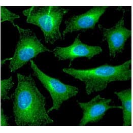 PRDX6 / Peroxiredoxin 6 Antibody (clone AT22E7)