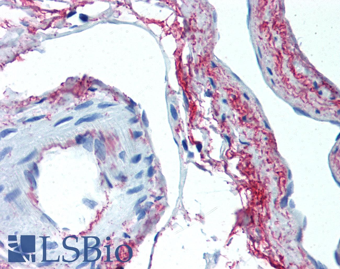 IHC-plus™ Monoclonal Mouse anti-Chicken ELN / Elastin Antibody (clone 10B8, IHC, IF, WB)