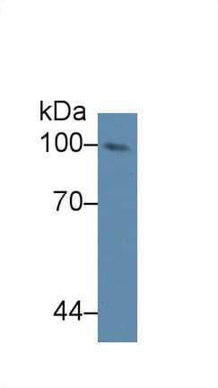 NUP98 Antibody (aa568-776)