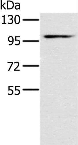 KCNQ5 Antibody