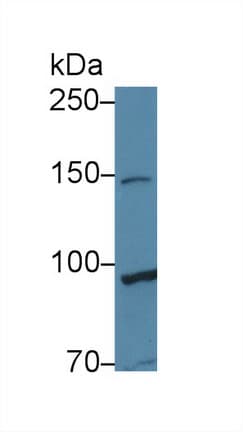 TAF2 Antibody (aa918-1199, Cy3)