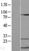 CXCL10 / IP-10 Protein (Over-Expression Lysate Myc-DDK (Flag))