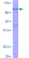 Human ZKSCAN1 / ZNF36 Protein (Recombinant GST)