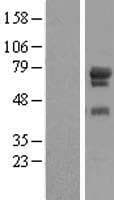 TCAB1 / WDR79 Protein (Over-Expression Lysate Myc-DDK (Flag))