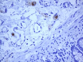 TMEM173 / STING Antibody (clone OTI3B10, Carrier-free)