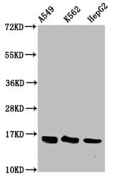 Polyclonal Rabbit anti-Human HIST1H3A Antibody (WB)